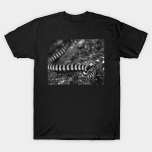 Banded Sea Krait in Black and White T-Shirt